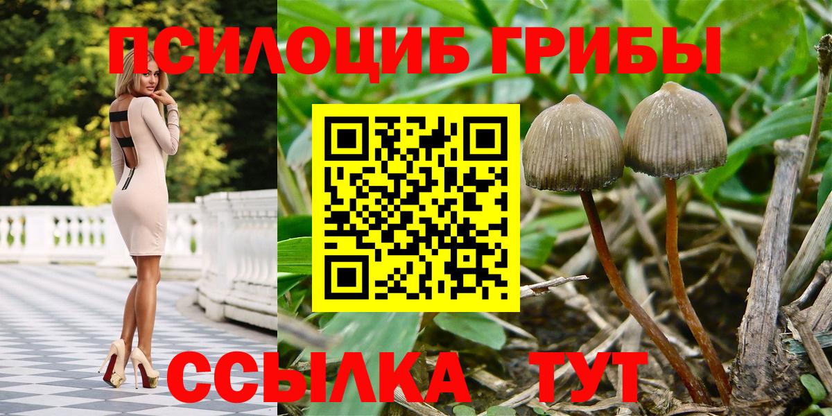 Саранск  Галлюциногенные грибы Cubensis  Вход с VPN  Галлюциногенные грибы Psilocybe 